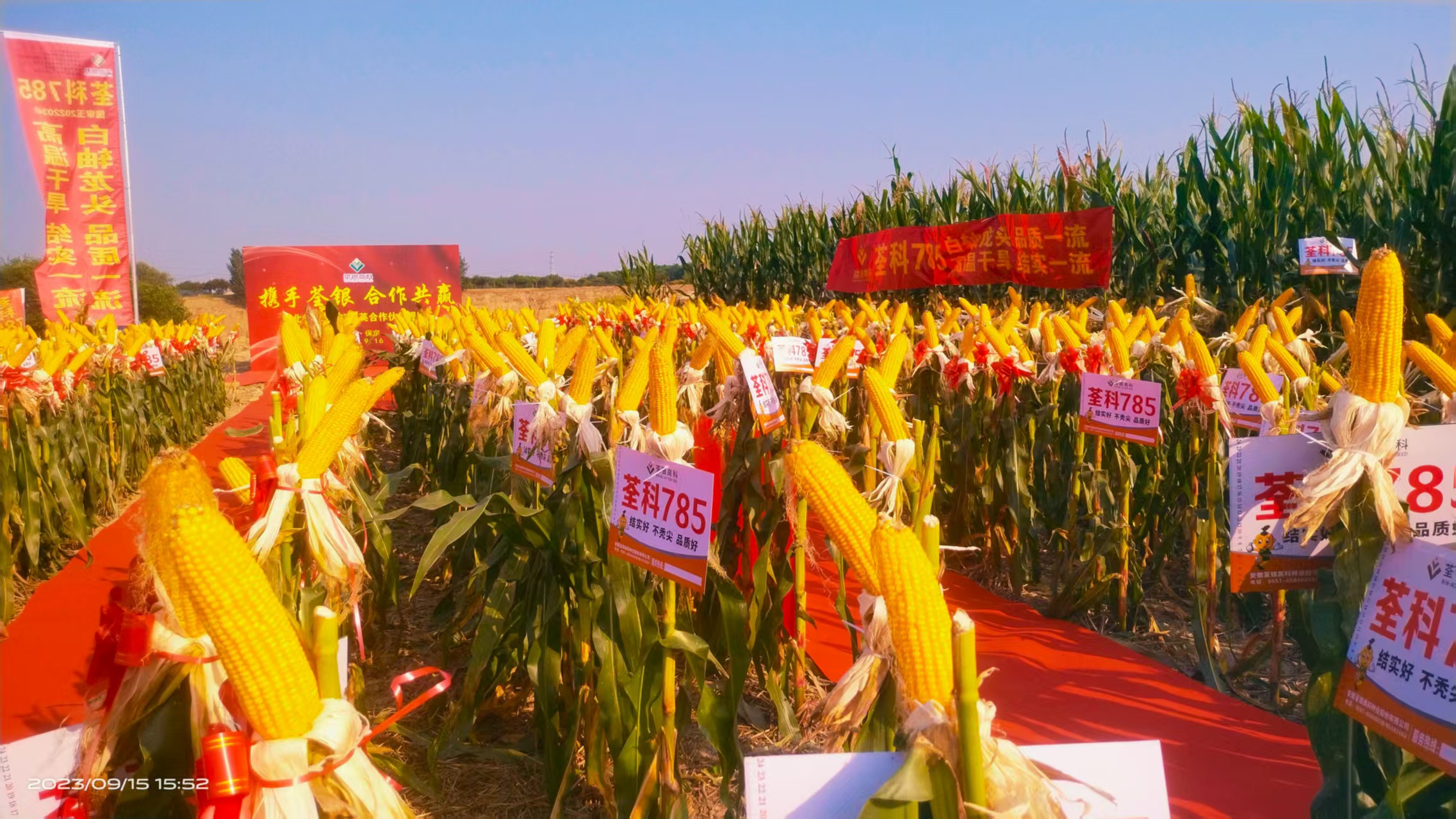 荃科785大田.jpg 荃科785大田.jpg